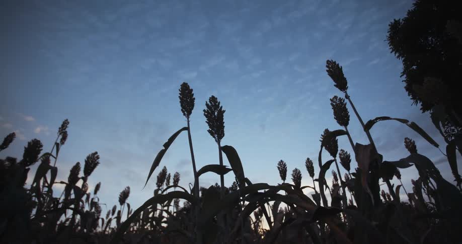 Crops grow in a field at dusk