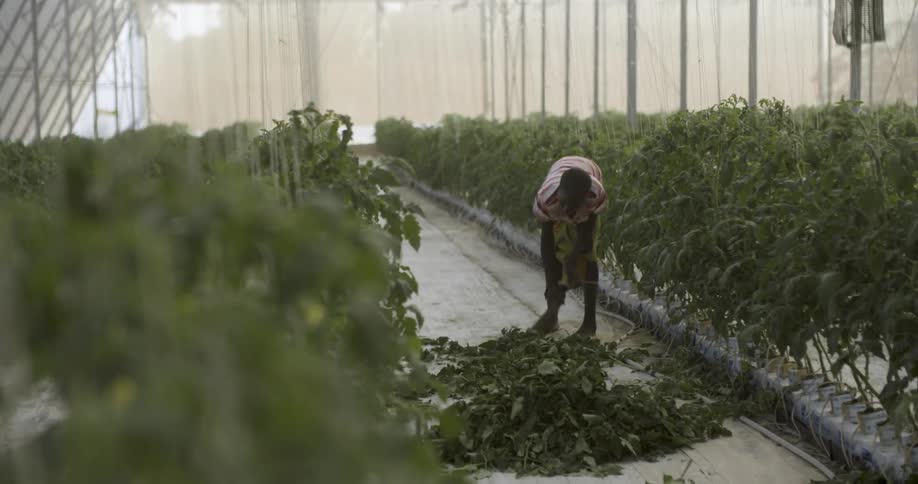 A woman sweeps up leaves in a greenhouse