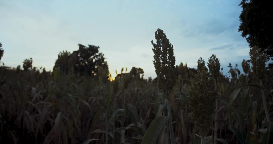 A field of grain