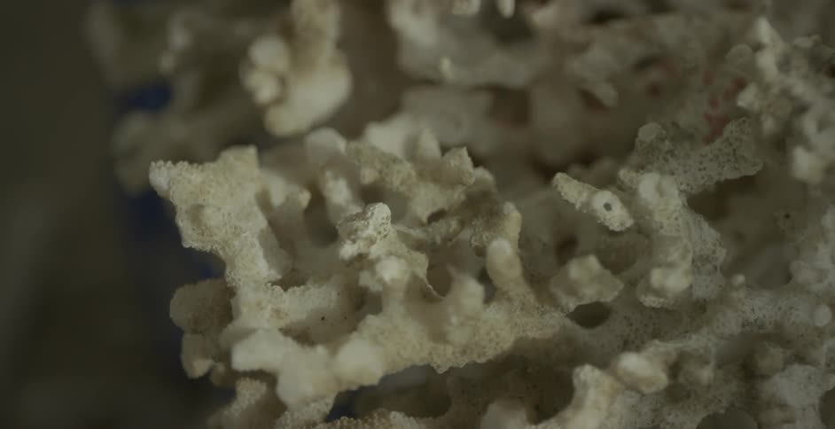 coral close up