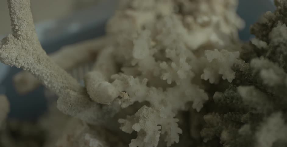 A piece of white coral sits undisturbed