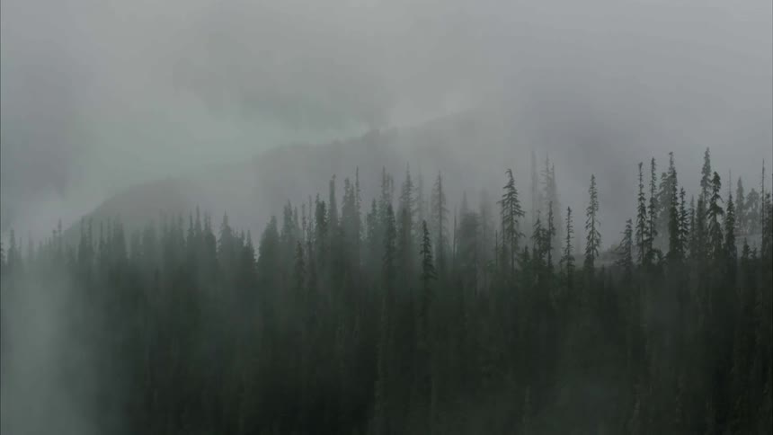 Fog is covering this large forest