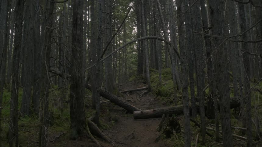 View of the woods during the day