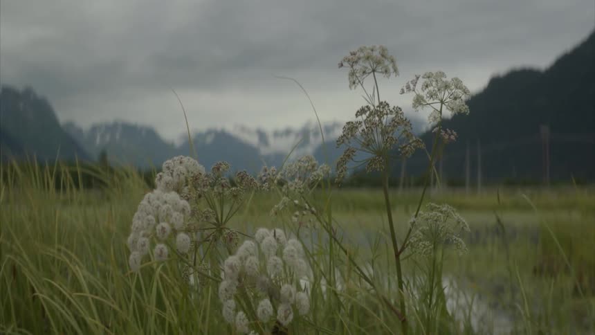 Flowers tremble in the breeze in a mountain locale