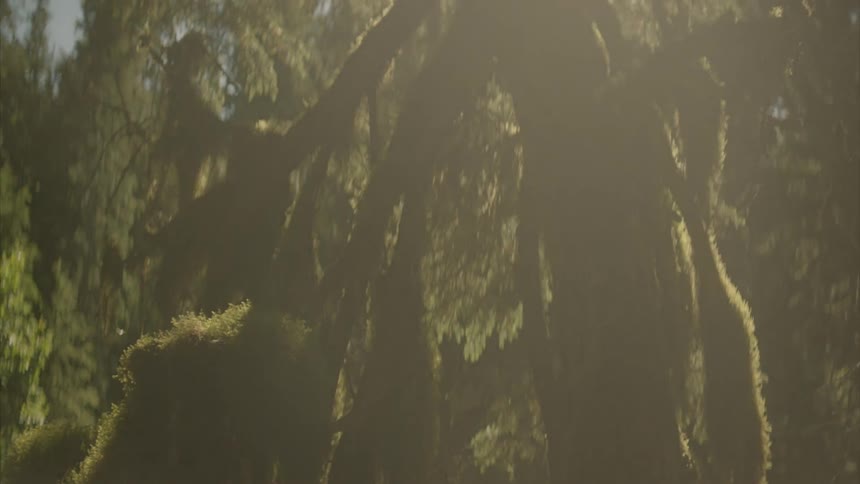 The sun shines on moss covered trees in a forest