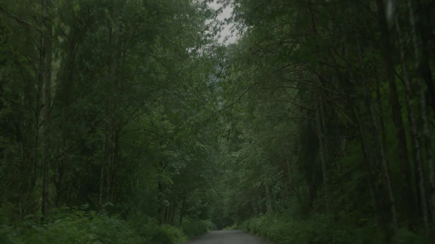 The small trail leads through the dark woods