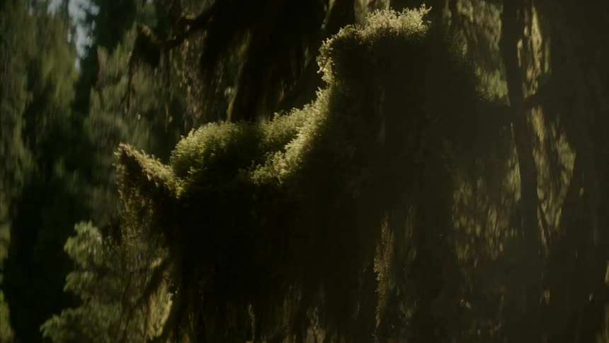 Close up of trees on a sunny day