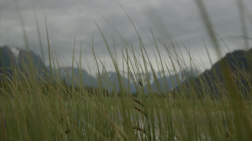 Grass sways in the wind on a cloudy day