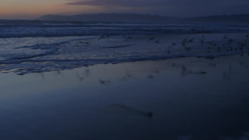 A flock of birds flies over a beach at sunset