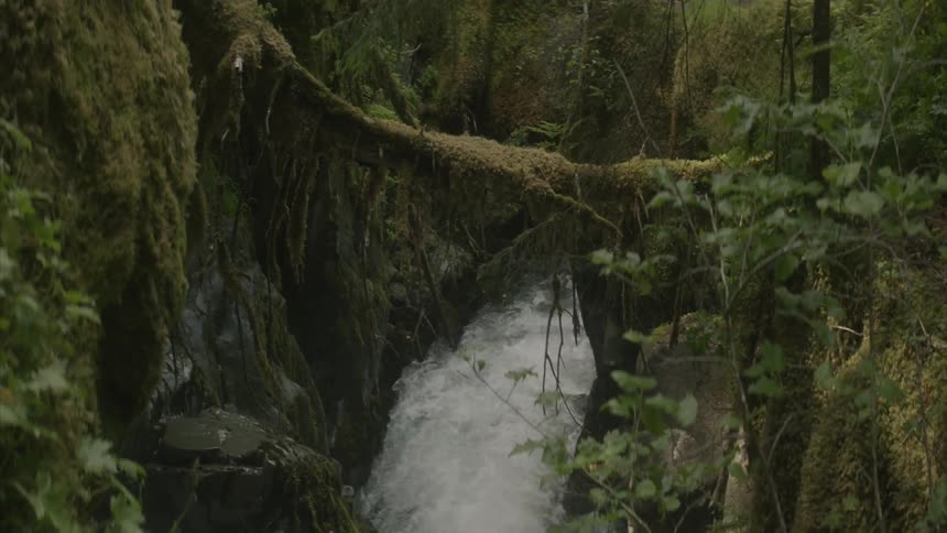 Small creek of water splashes through the forest