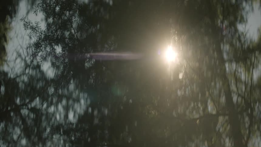 The sun shines through forest trees