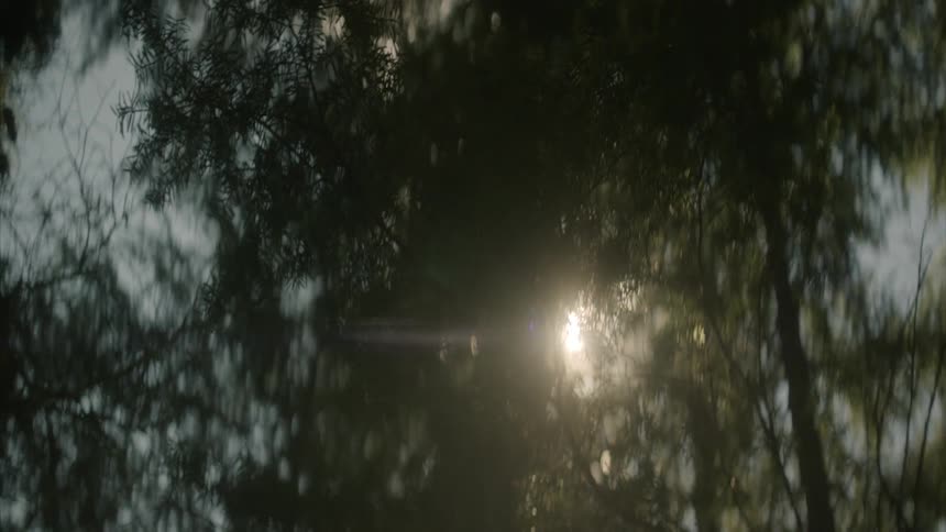 The sun is peeking in through the trees