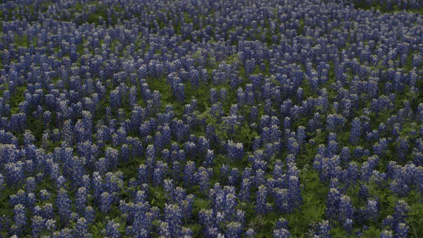 The lavender field is full of blue