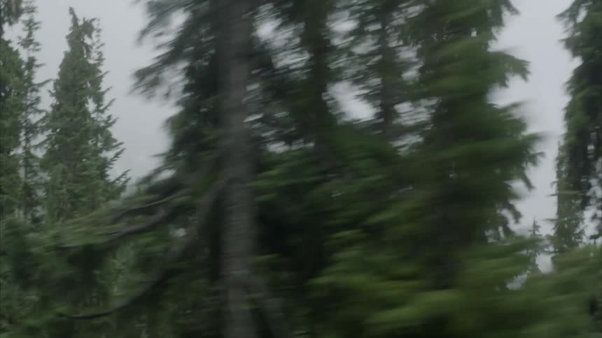 Fog covers trees in the forest