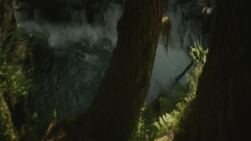 Waterfall behind trees in forest wilderness