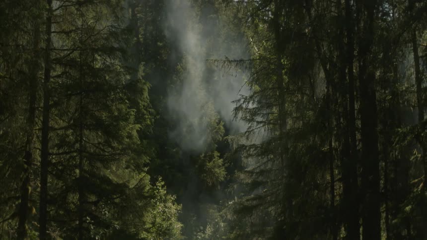 The rain falls in the forest fall of trees