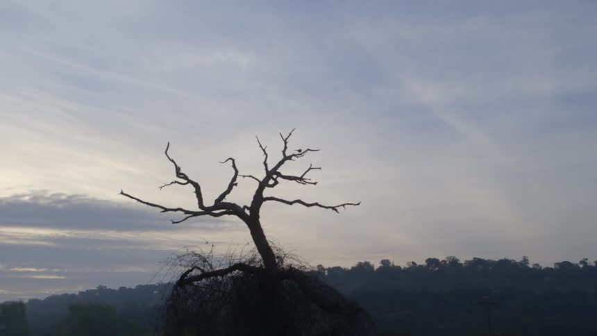 Birds fly around a small dead tree