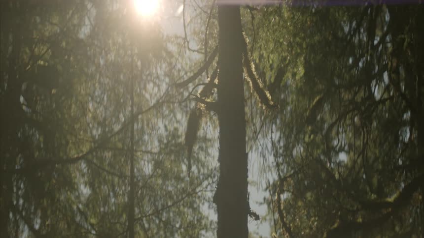 Light shines through leaves in the woods