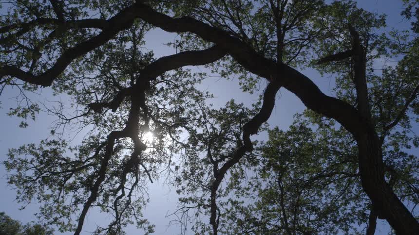 The sun shines through tree branches