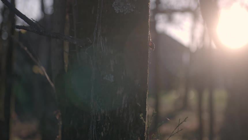 Trees in a forest on a sunny day