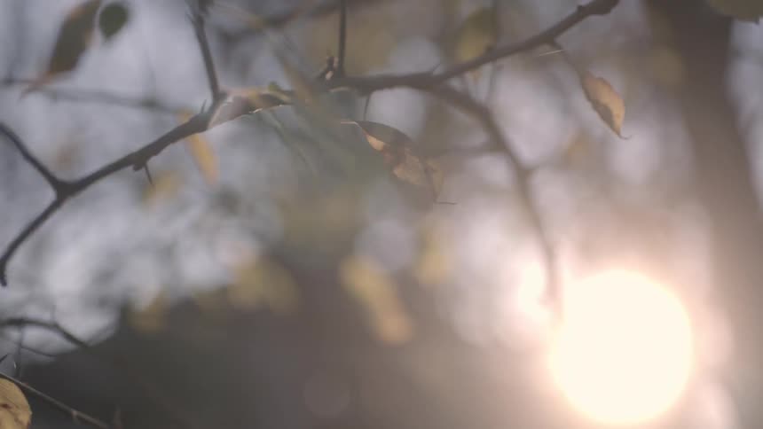 Early morning closeup of the young leaves of a tree