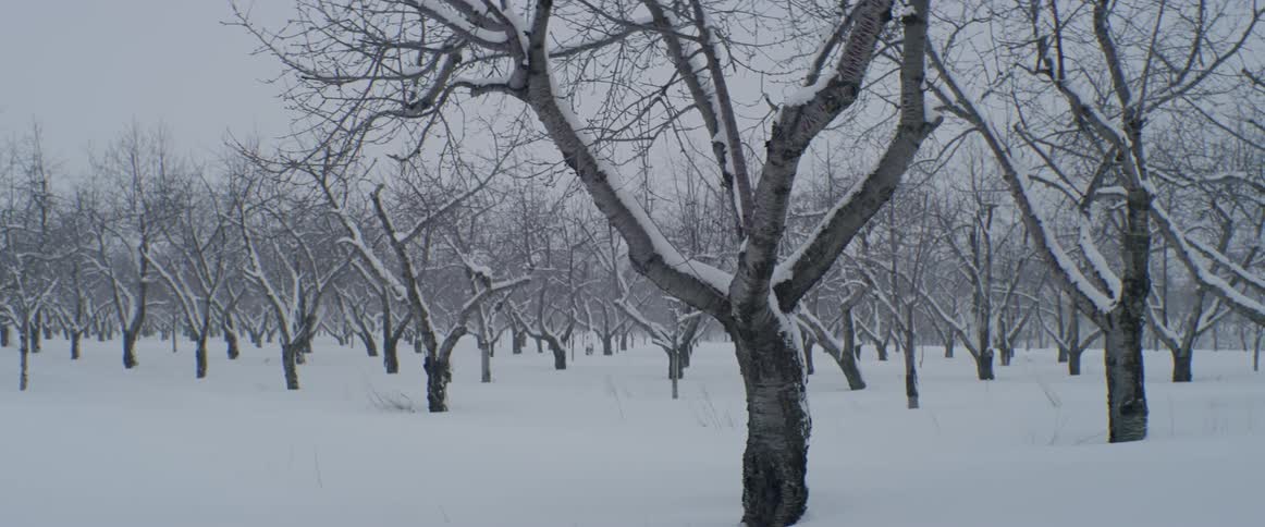 Snow blows through a stand of trees