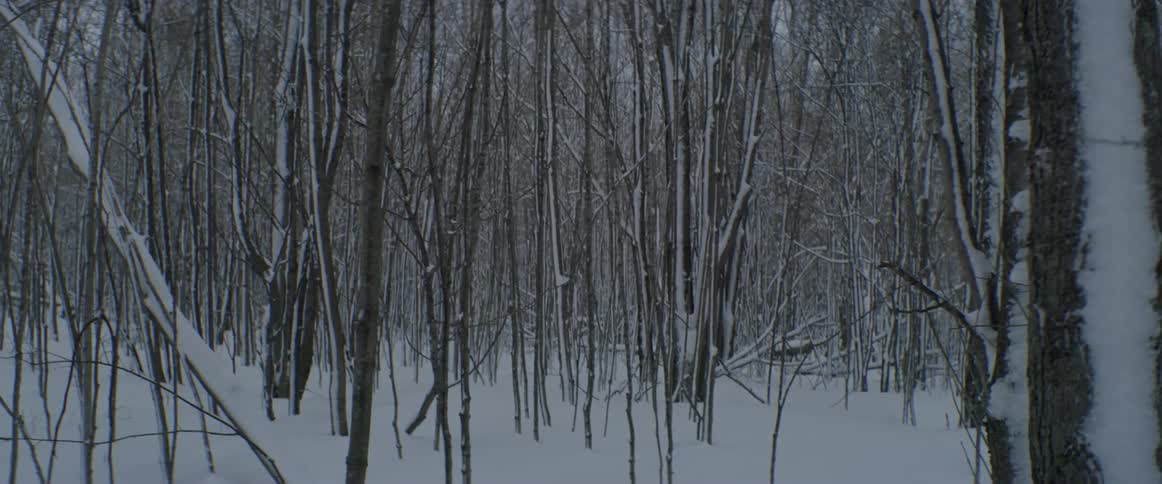 The forest is barren and full of snow