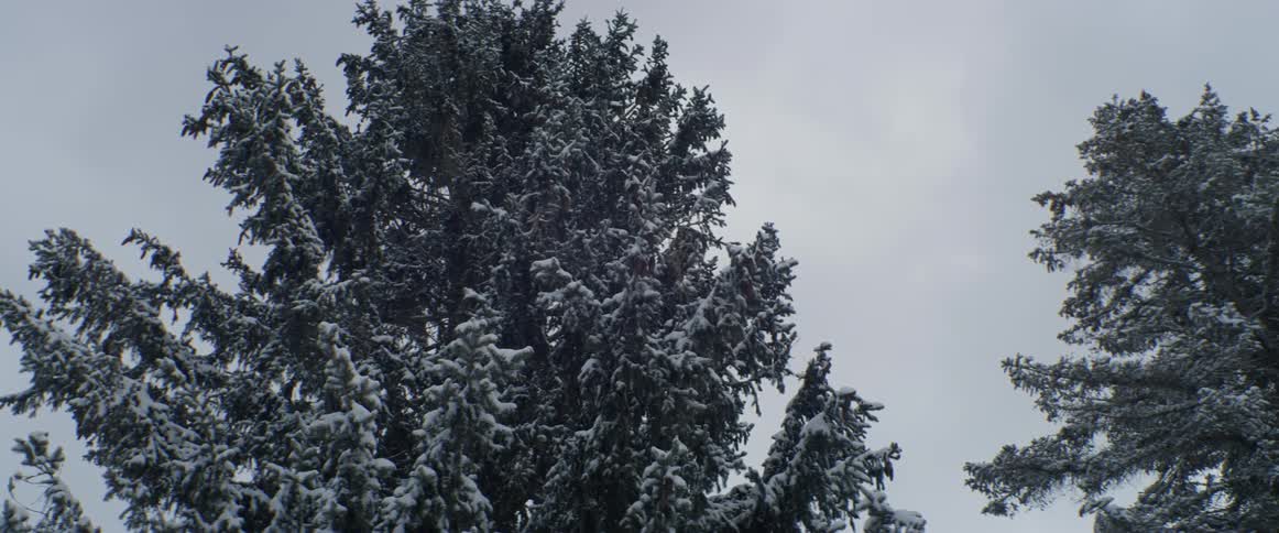 Snow covered branches wave in the wind
