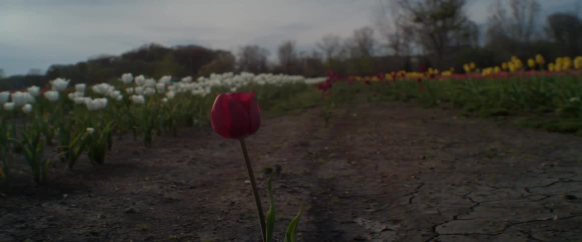 A red tulip is sitting in a garden surrounded by white and yellow flowers