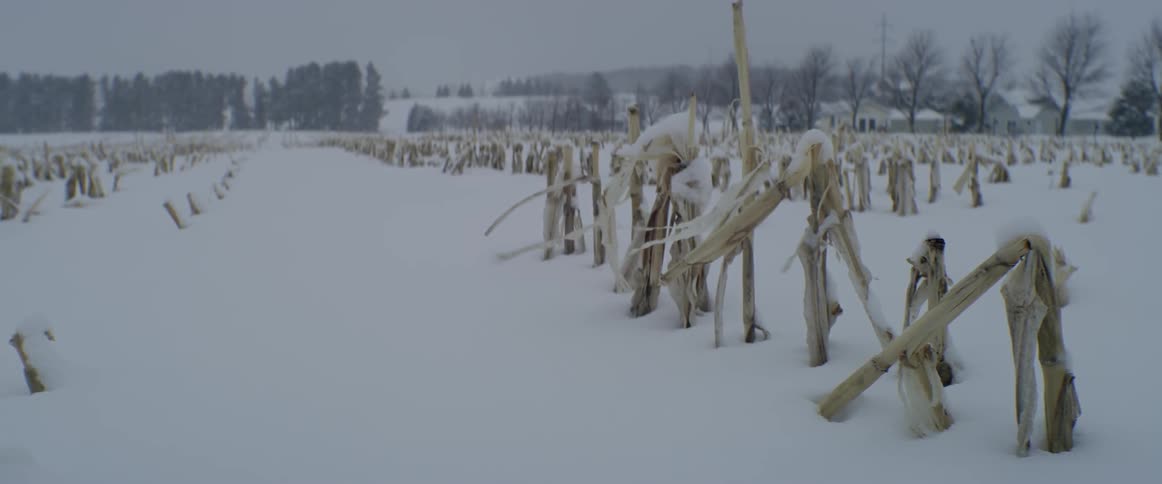 Snow covers corn stalks in a field on a windy day