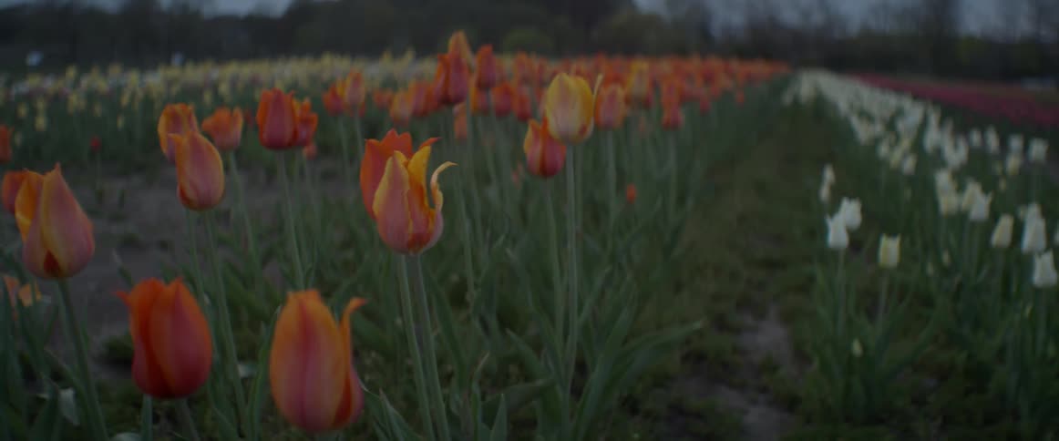Tulips grow in rows in a field
