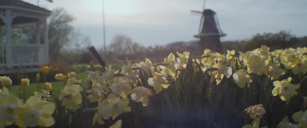 Tulips grow in a yard with a windmill and gazebo