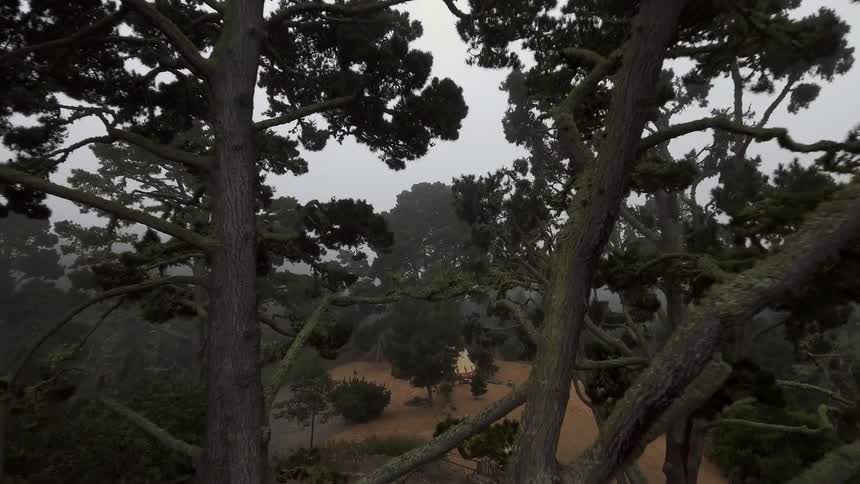 The tall trees lead to a hill ahead