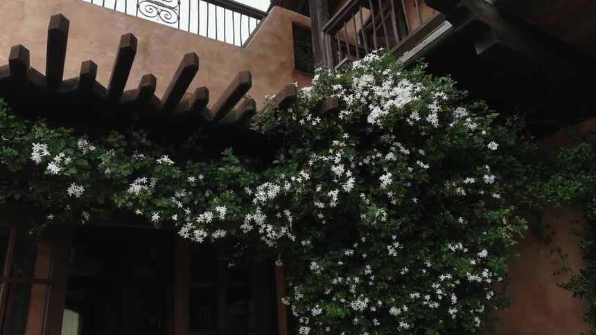 A flowering bush clings to a pergola on the side of a building