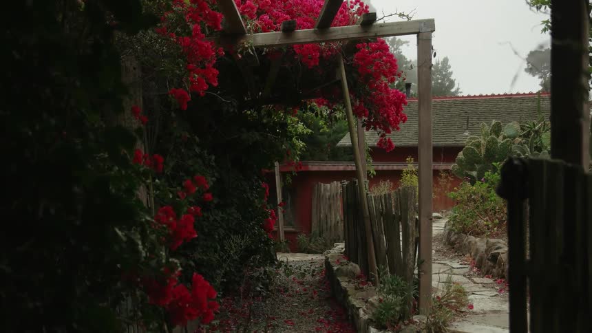 Flowers growing on a pergola sway in the breeze