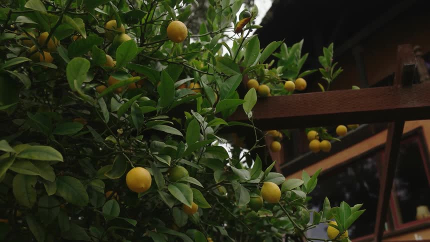 Lemons hang from a lemon tree in a yard