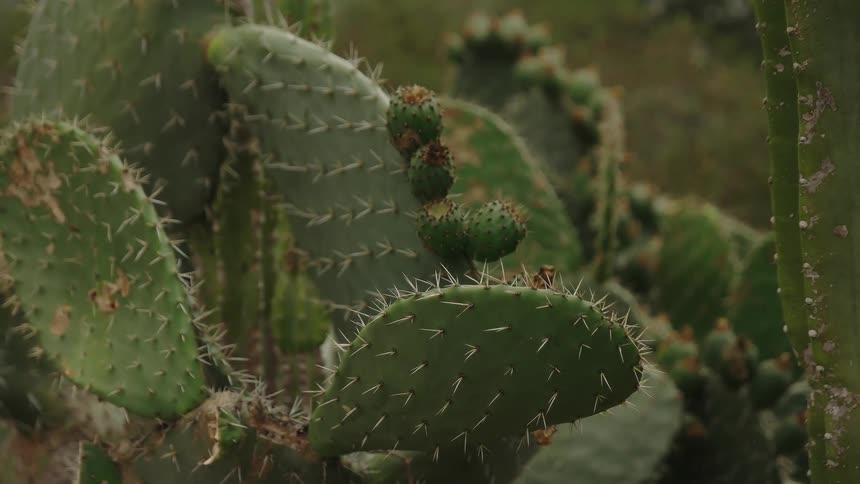 A row of cactus stat still