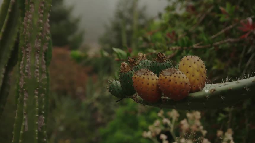 Variety of cactus plants outdoor in nature