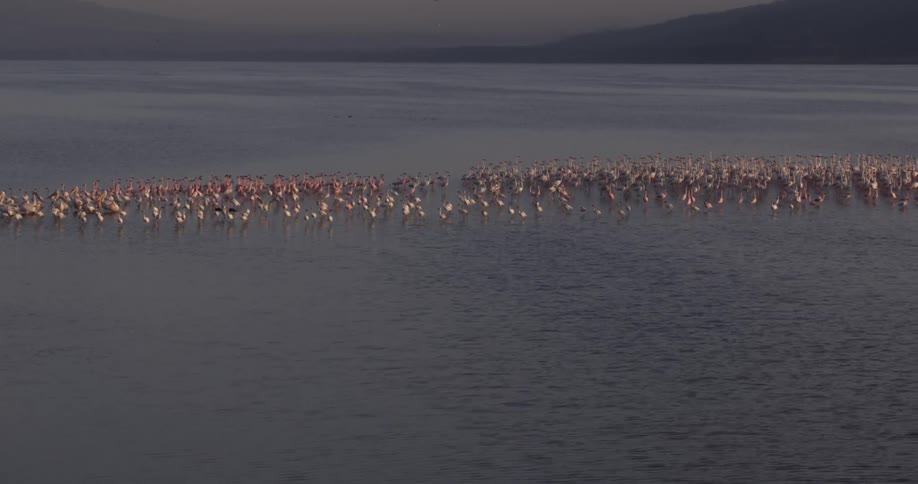 Birds stand and float in shallow water