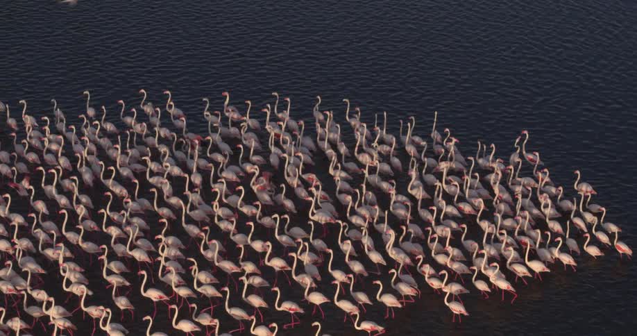 A large flock of flamingos are walking in water together