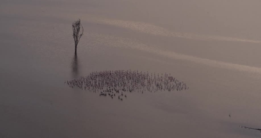 A group of birds are standing in water next to a tree