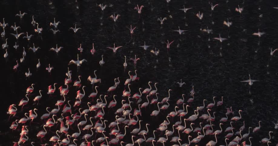 A large flock of flamingos are flying