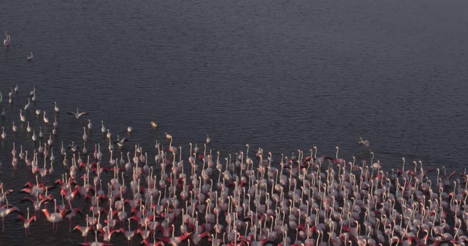A flock of flamingos swims on a lake