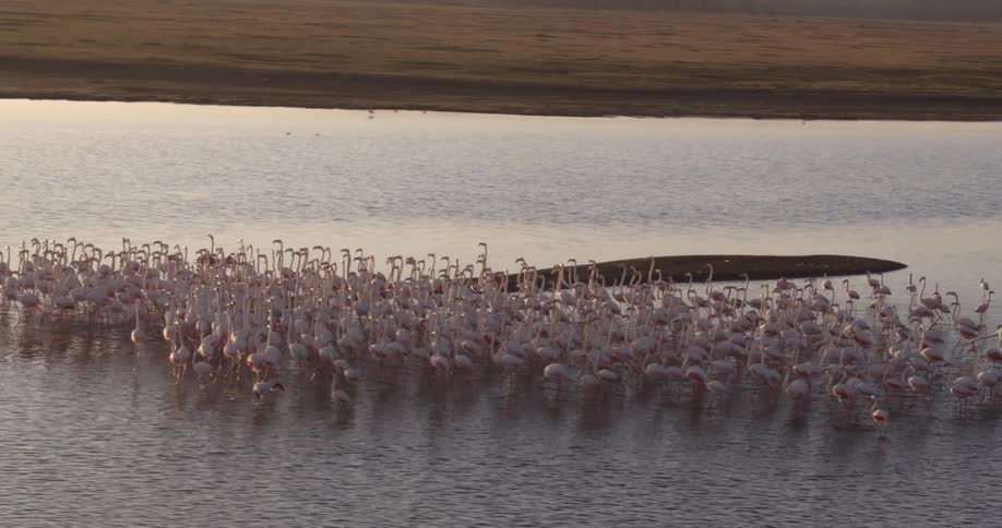 A flock of flamingos walk in shallow water