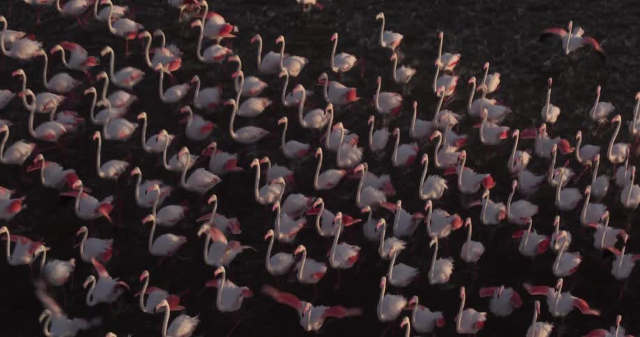Large flock of flamingos skim across the water