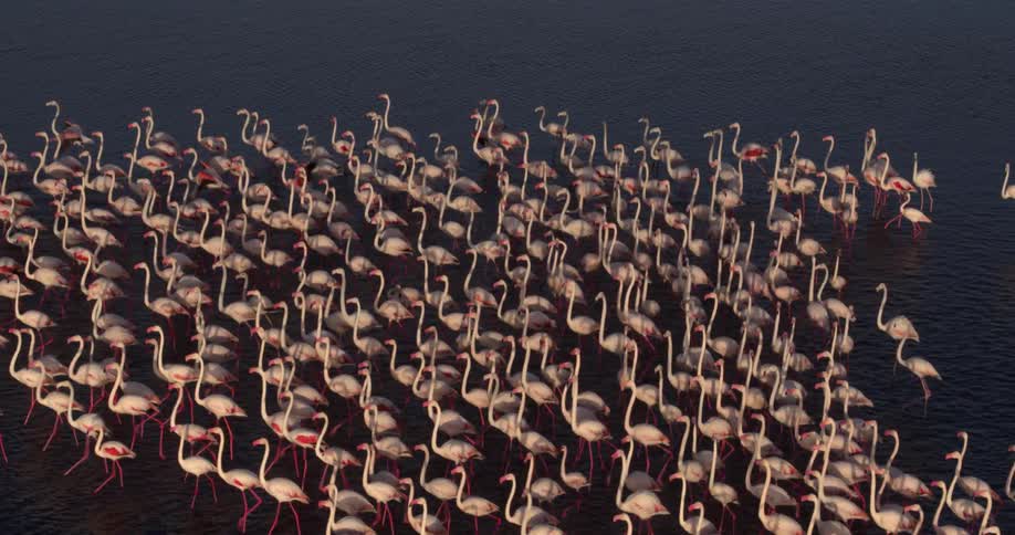 A flock of pink flamingos walk in shallow water