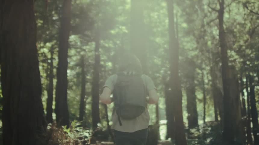 A hiker walks in the woods on a sunny day