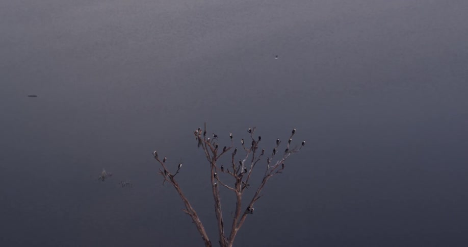 A flock of birds are sitting in a tree without leaves
