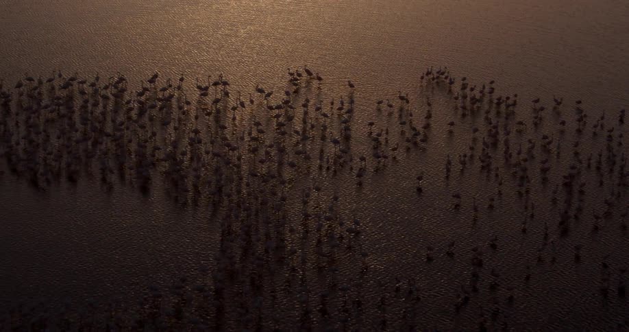 A large group of birds in shallow water