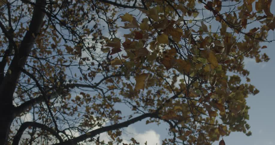 Leaves on the tree are blowing gently in the breeze